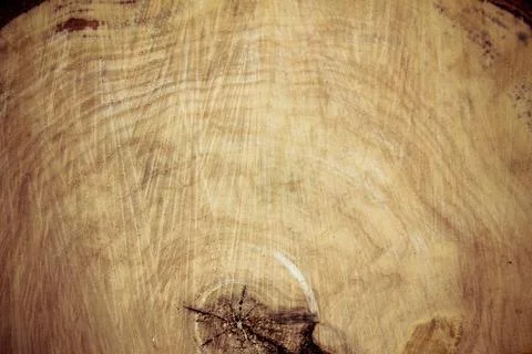Felled tree trunk. willow, close up. Wood background wood rough structure, th Stock Photos
