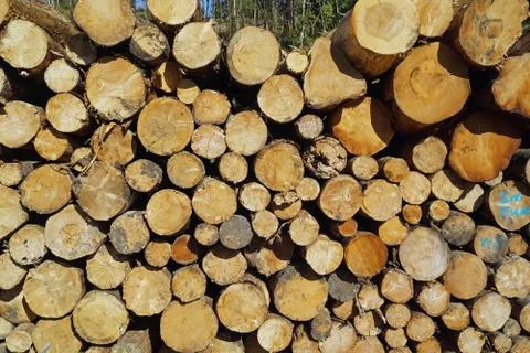 Felled tree trunks along the way Stock Photos
