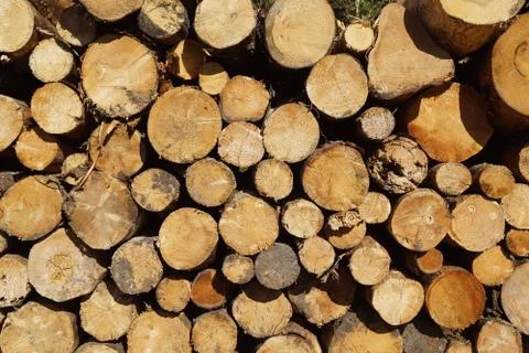 Felled tree trunks along the way Stock Photos