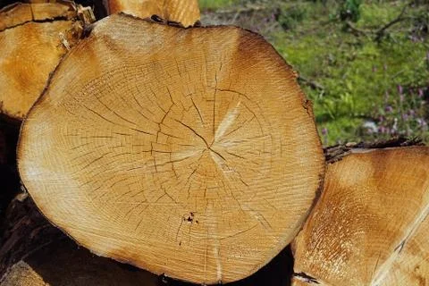 Felled tree trunks along the way Stock Photos