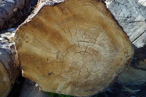 Felled tree trunks along the way Stock Photos