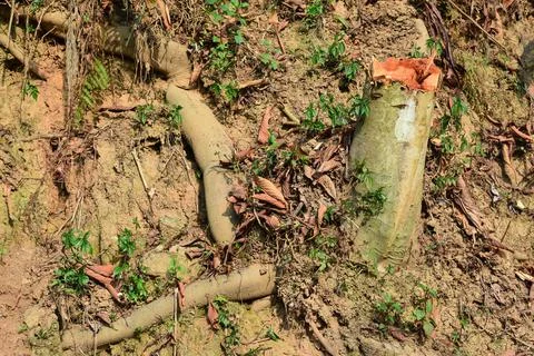 Felled Tree Trunks and green grass. Foto stock