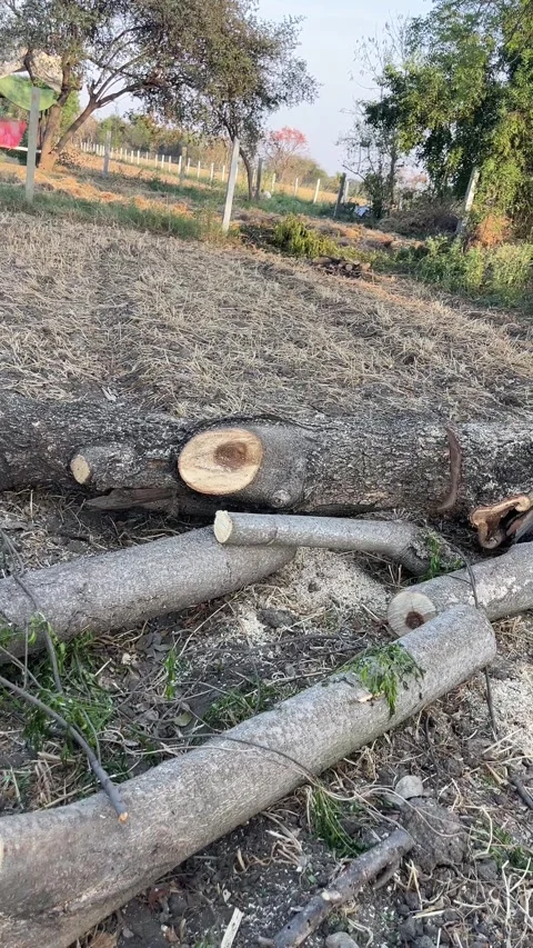 Felled tree trunks and logs lying on dry agricultural land 스톡 동영상 331449692