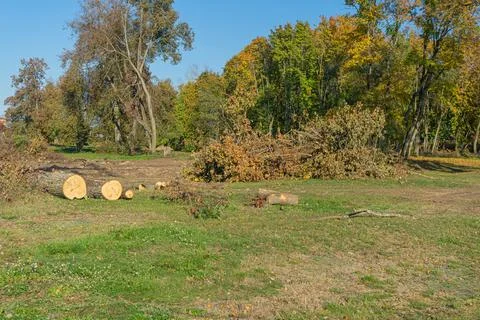 Felled tree trunks and piles of branches in an autumn park after tree felling Stock Photos