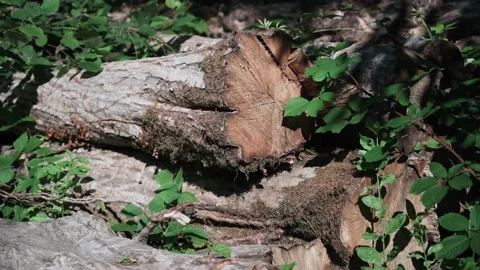 Felled tree trunks at the edge of the forest Stock Footage 141885504