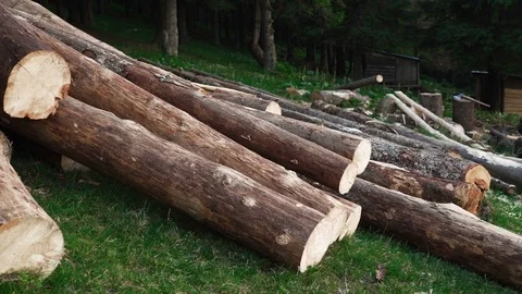Felled tree trunks Stock Footage 81171831