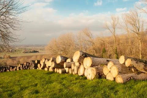 Felled tree trunks in a forest in autumn flanders Stock Photos