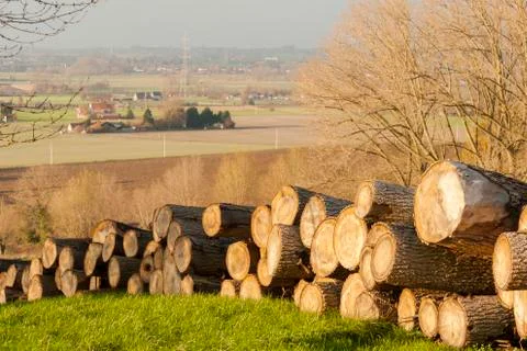 Felled tree trunks in a forest in autumn flanders Stock Photos