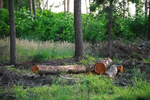 Felled tree trunks in the forest on a clearing Stock Photos