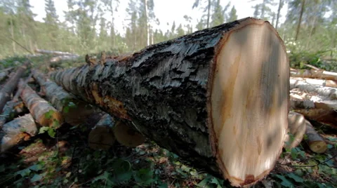 Felled tree trunks in the forest 스톡 동영상 59564320