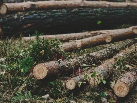 Felled Tree Trunks on Forest Ground Stock Photos