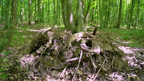 Felled Tree Trunks in the Forest.Nature Conservation.Wildlife Management Stock Footage 156470861