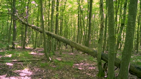 Felled Tree Trunks in the Forest.Nature Conservation.Wildlife Management Stock Footage 156471414