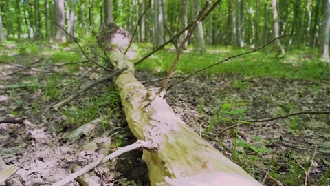 Felled Tree Trunks in the Forest.Nature Conservation.Wildlife Management Stock Footage 156471590