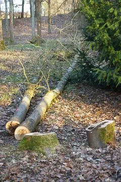Felled tree trunks lying on the ground, as well as stumps remaining after c.. Stock Photos