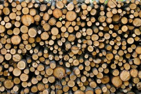 Felled Tree Trunks Stock-Fotos