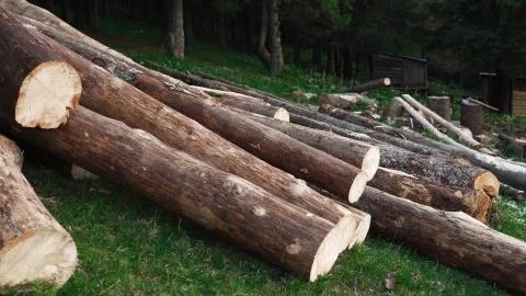 Felled tree trunks Stock Photos