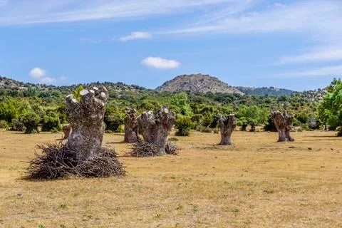 Felled tree trunks Stock Photos