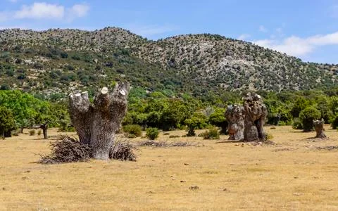 Felled tree trunks Stock Photos