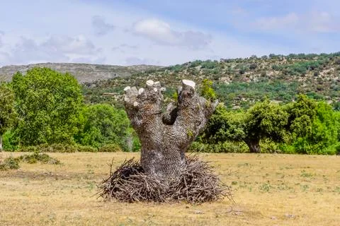 Felled tree trunks Stock Photos