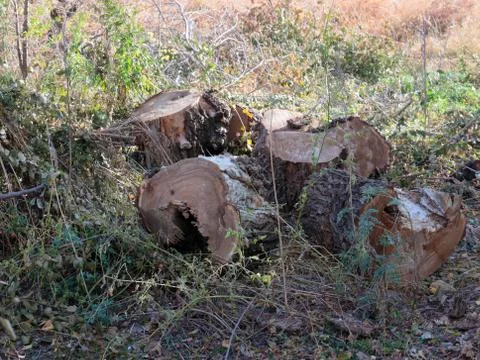 Felled tree trunks Stock Photos