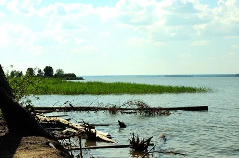 Felled tree trunks on the shore of a large lake overgrown with reeds, on a su Foto stock