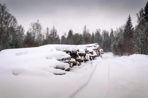 Felled tree trunks stacked in a large pile. Stock Photos