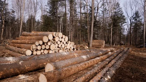 Felled tree trunks stacked on a logging plot in the taiga Vídeos de archivo 104285334