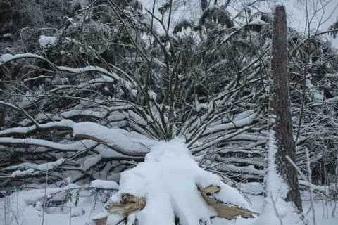 Felled tree in winter. Large spruce tree fell. Relict tree in forest. Stock Photos