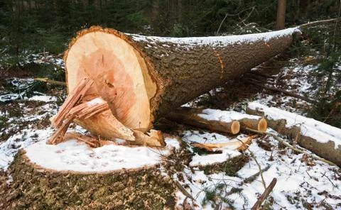 Felled tree in winter Stock Photos