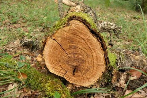 Felled tree in woods. Stock Photos