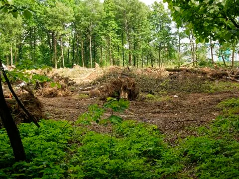 Felled trees at the beginning of construction Stock Photos
