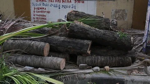 Felled-trees-in-city-powerlines Stock Footage 107699699