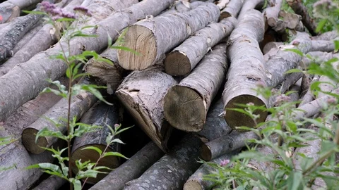 Felled Trees Stock Footage 104013846