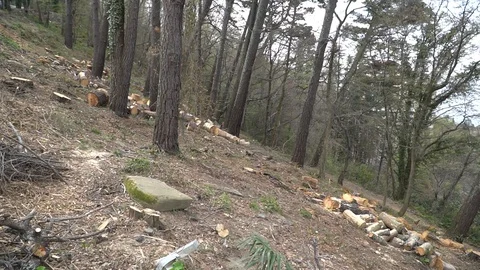 Felled trees Vidéo 106585639