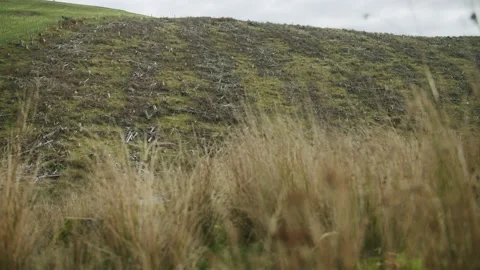 Felled trees Stock Footage 203903168