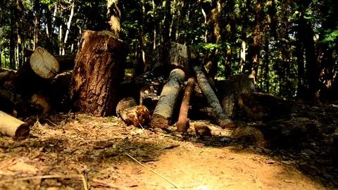 Felled trees in the forest. 83 Video stock 92729923