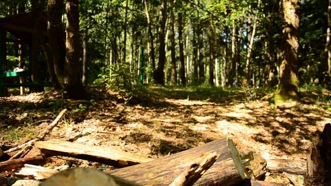 Felled trees in the forest. 89 Video stock 93117216