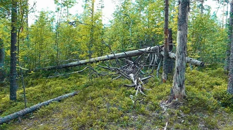 Felled Trees in the Forest Stock Footage 58273251