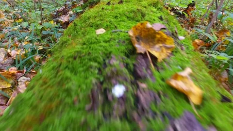 Felled Trees In Forest Stock Footage 72318148