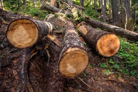 Felled trees in the forest Stock Photos