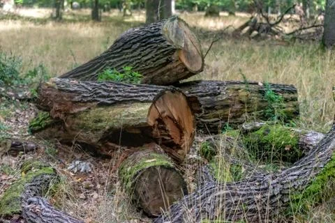 Felled trees in the forest Stock Photos