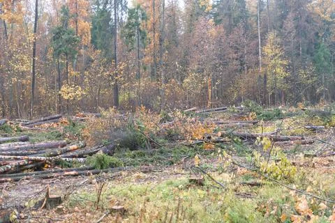 Felled trees in the forest Stock Photos