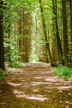Felled trees in the forest Stock Photos