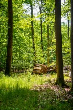 Felled trees in the forest Stock Photos