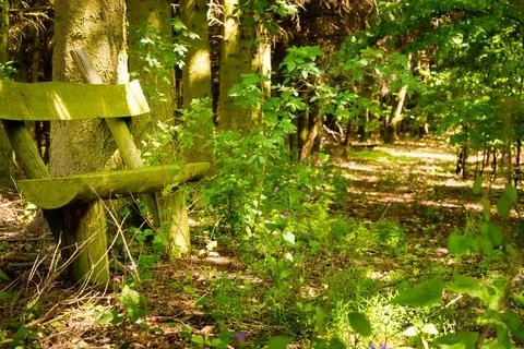 Felled trees in the forest Stock Photos