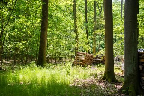 Felled trees in the forest Stock Photos