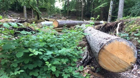 Felled trees in Glenmoriston, Loch Ness, Highlands of Scotland Stock Footage 77192376