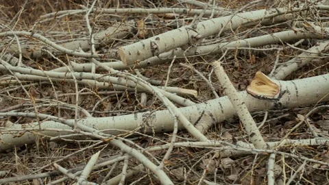 Felled trees lie on the ground, branches Stock Footage 105370462