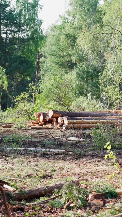 Felled trees lie in a pile in the forest. Deforestation and timber harvesting. Stock Footage 293138983